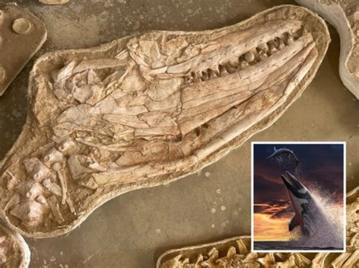 'Nightmarish' Fossil Of Giant Sea Lizard Found In Morocco