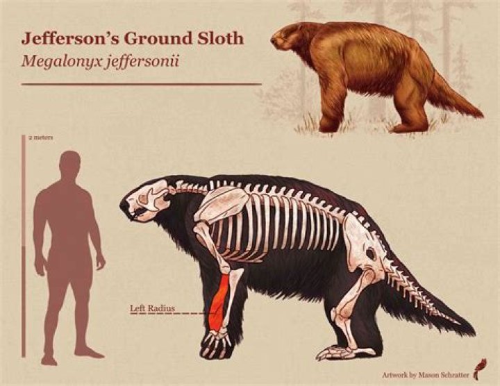 27,000-Year-Old Giant Sloth Was 13 Feet Tall, Fossils Show