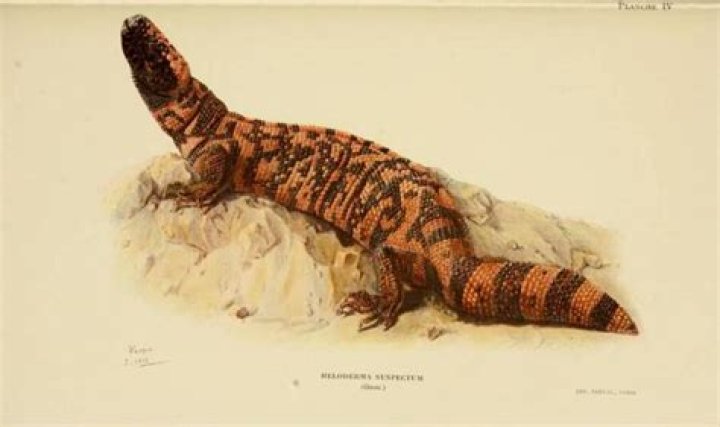 77 Vintage Drawings Of The Natural World Before Modern Photography