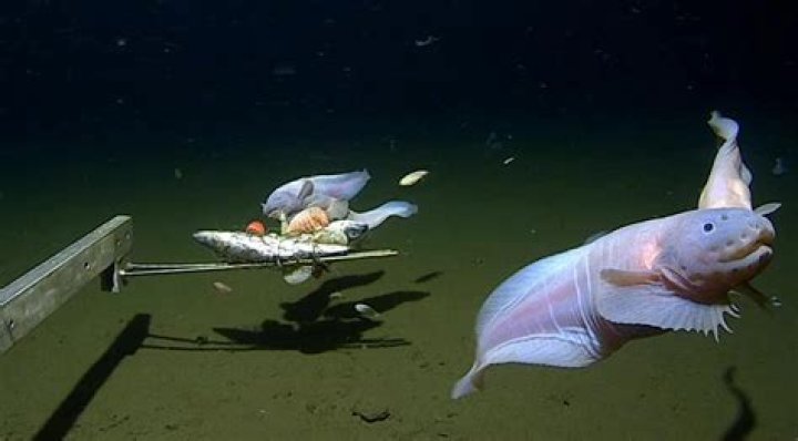 A Creepy 'Smiling' Worm Was Discovered In The Depths Of The Ocean