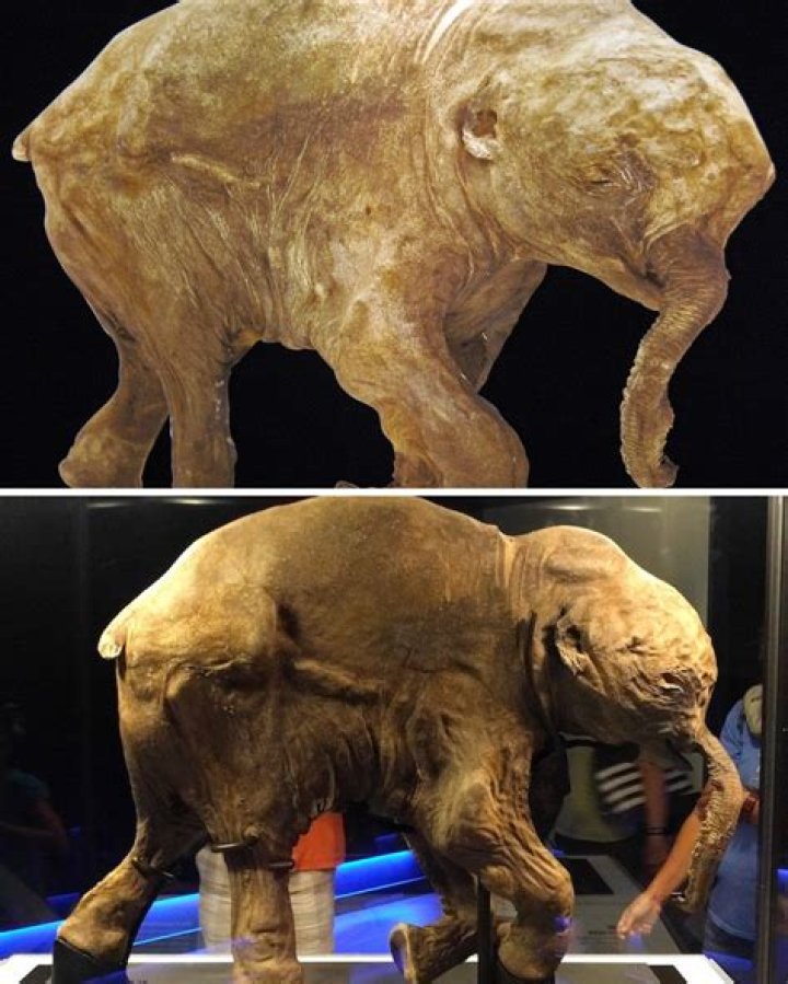 A Perfectly-Preserved Baby Mammoth Was Just Found In Canada