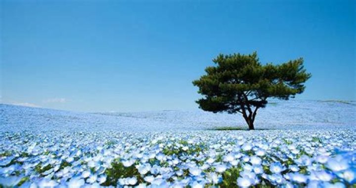 A Year Of Blooms At Hitachi Seaside Park In Japan
