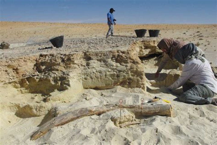 Archaeologists Unearth 500,000-Year-Old Elephant Tusk In Israel