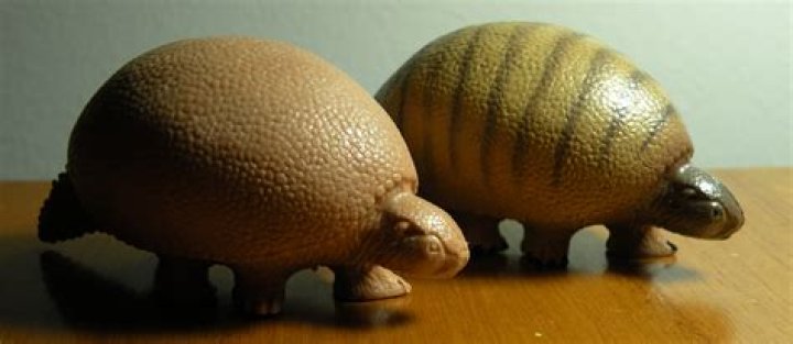 Argentinian Farmer Finds Four Fossilized Ancient Armadillos