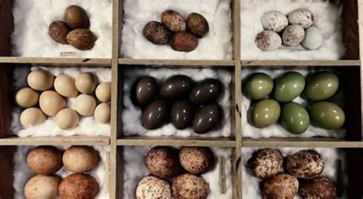 Egg Collecting 'Addict' Caught Stealing 3,000 Bird Eggs In England