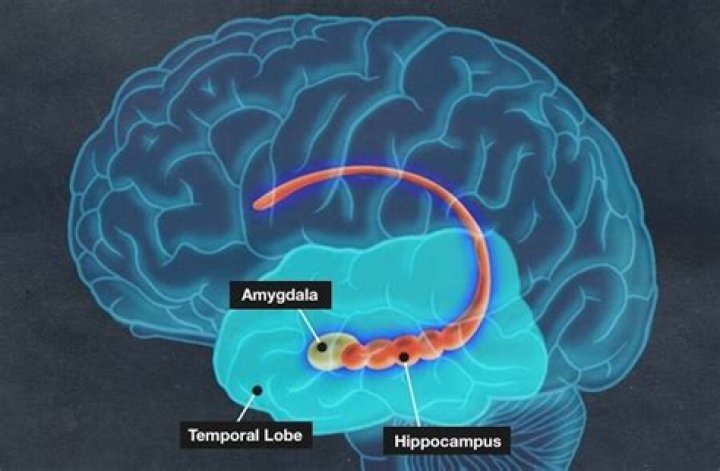 Epileptic Man Has Part Of Brain Removed, Says He No Longer Feels Fear