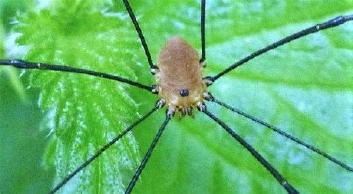 Harvestman Spider With A 'Black Bunny' Head Captured On Video
