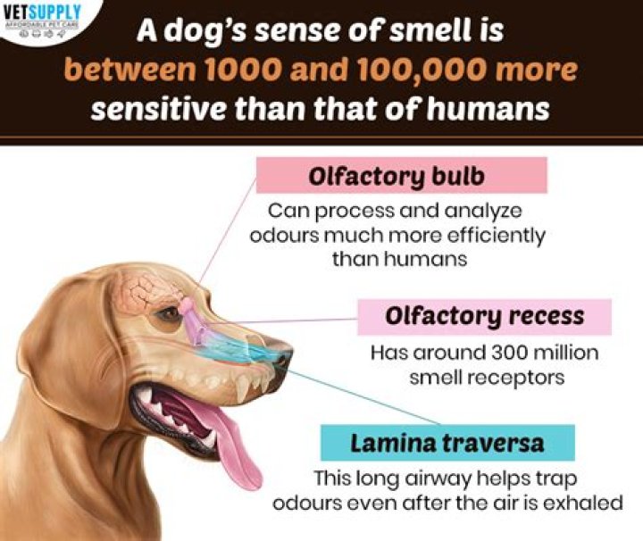 Humans May Have A Better Sense Of Smell Than Dogs, Study Shows