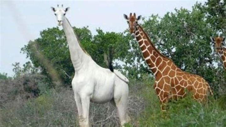 Kenya's Only Female White Giraffe And Her Calf Slaughtered By Poachers