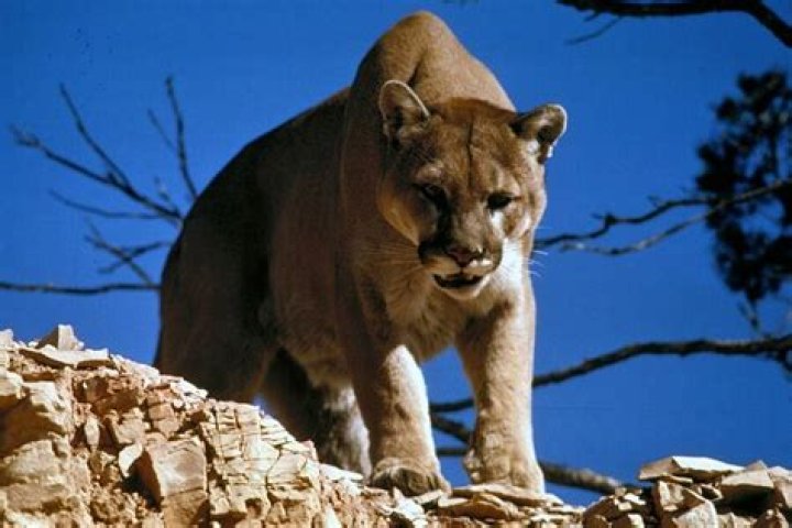 Mountain Lions At Yellowstone National Park Are Dying Of The Plague