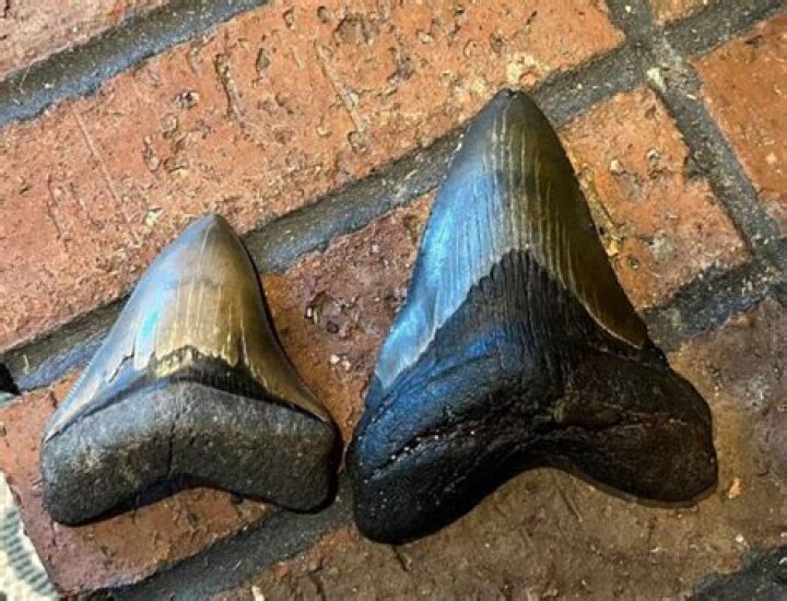 Nine-Year-Old Girl Discovers 15-Million-Year-Old Megalodon Tooth