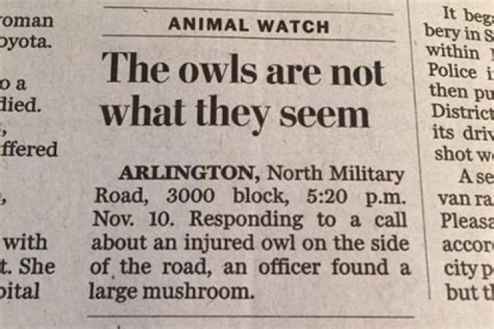 Odd News Stories From 2020 That Prove This Year Was The Weirdest Yet
