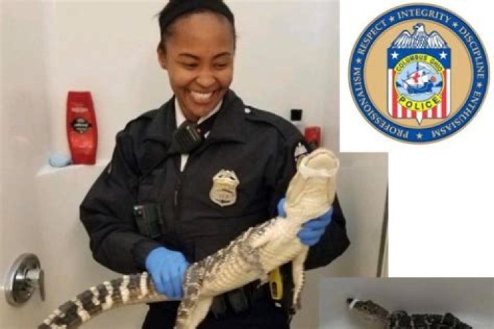 Police Find Alligator Named 'El Chompo' During Drug Bust