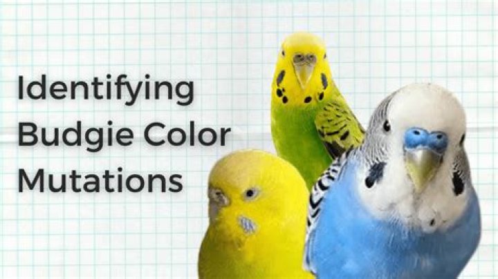 The Animal Kingdom's Most Fascinatingly Bizarre Color Mutations