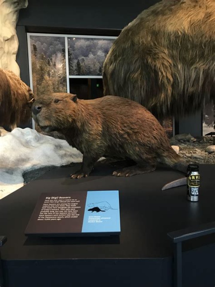 The Giant Beaver That Roamed Prehistoric Earth