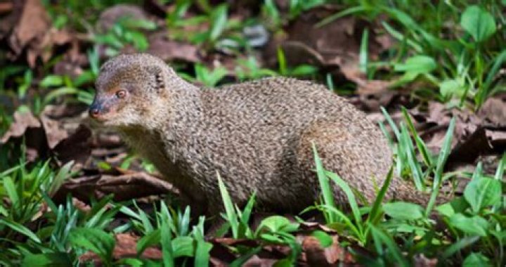 The Mongoose In Hawaii And The Catastrophe It’s Caused