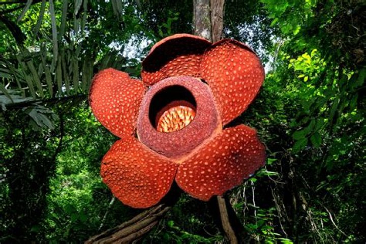 The World's Largest And Smelliest Flowers