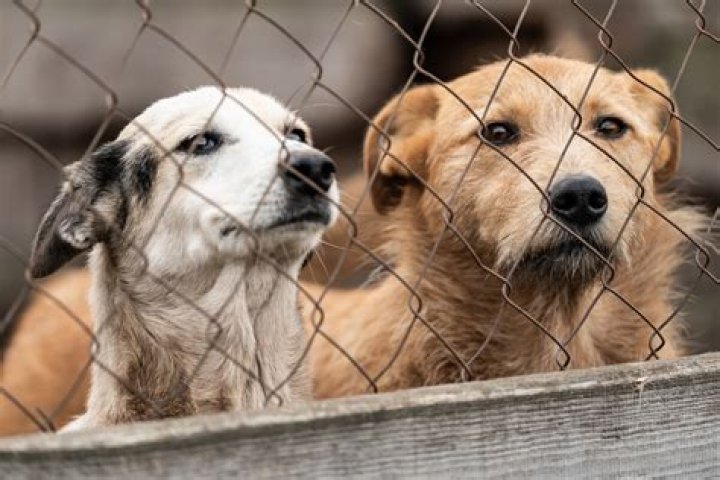 Two Boys Make $250,000 During Pandemic, Give Back To Animal Shelters